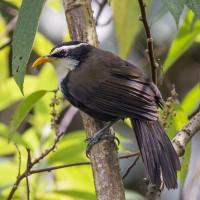 Indian Scimitar-Babbler